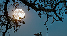 Chùa Phật Tổ